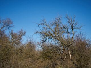 Image of trees felled by hurricane.