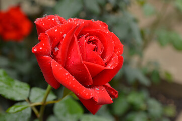 blooming red rose growing in the garden with rain drops close up