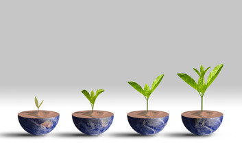 young plant in a pot