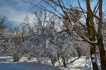 Fototapeta premium Image of trees in the winter in the mountains.