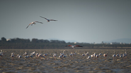 Group of Flamingo in Tunisia 