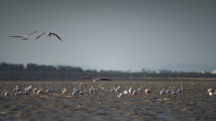 Group of Flamingo in Tunisia 