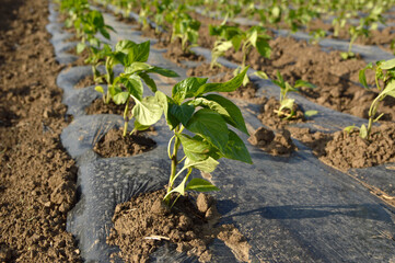 industrial paprika field with young plants in the spring 