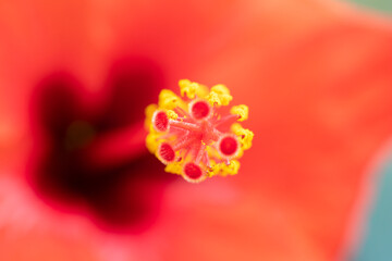 Obraz premium close up of red flower