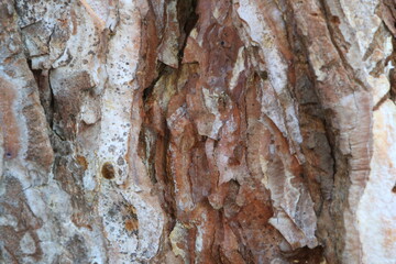 Tree bark. Wood moss. Abstract background. Macro.