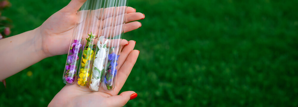 Glass Test Tubes With Multicolor Flower Petals In Women's Hands, Close Up. Process Of Making Perfumes, Collecting Plants. Image For Advertising, Cosmetics Industry, Banner With Copy Space.