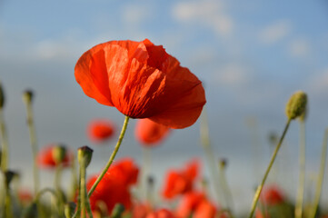blooming field of  red poppy flowers in sunlight with blue sky in the background