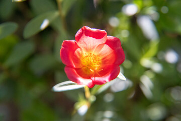 Pink portulaca oleracea  close - up.