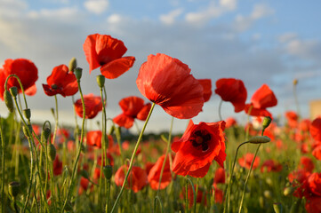 Fototapeta premium blooming field of red poppy flowers in sunlight with blue sky in the background