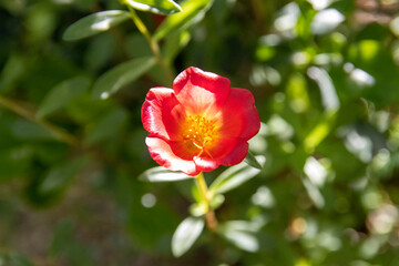 Red portulaca oleracea  macro.
