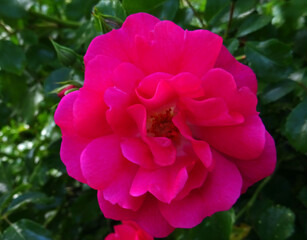 Fototapeta premium Rose rose
