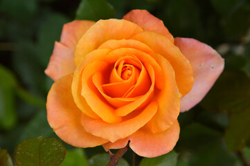 blooming orange rose growing in the garden close up