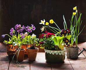 spring flowers in the pots