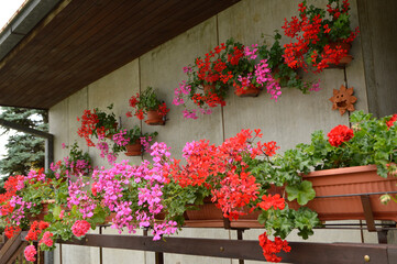 balcony decorated with colorful blooming geraniums