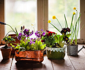 spring flowers in the pots