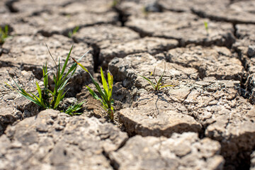 
Cracked soil, dry soil, arid, summer soil, lack of moisture, no plants, weeping tiger, Asia
