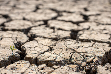 
Cracked soil, dry soil, arid, summer soil, lack of moisture, no plants, weeping tiger, Asia