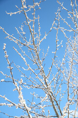Snow twigs