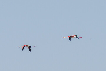 Group of Flamingo in Tunisia 