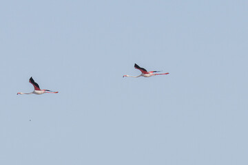 Group of Flamingo in Tunisia 