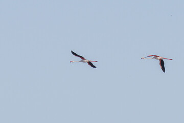 Group of Flamingo in Tunisia 