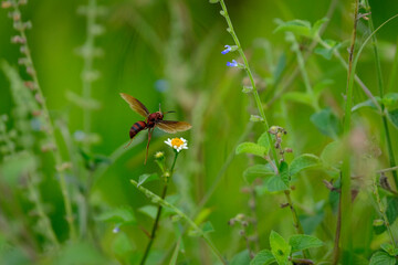 bee on a flower