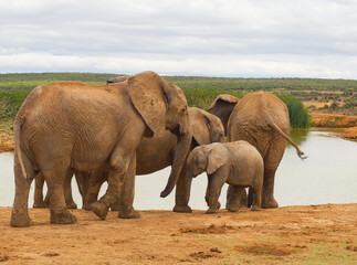 Fototapeta premium Elefanten im Naturreservat im National Park Südafrika