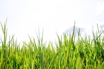 grass flower grass green rim of the sky