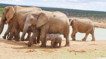Fototapeta premium Elefanten im Naturreservat im National Park Südafrika