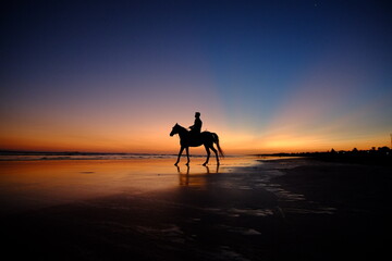 horse on the beach at sunset