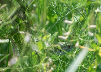 Naklejka na ściany i meble European lizard, large, in the green grass for insect hunting