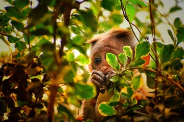 Obraz premium Animals