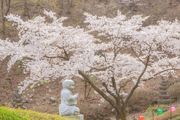 buddha statue and cherry blossom landscae at korea