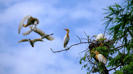 bird on a branch