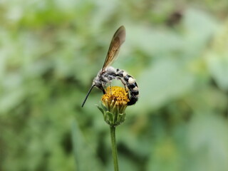 bee on yellow flower