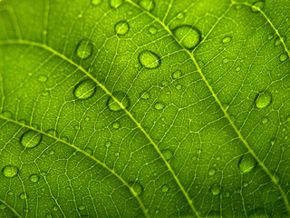 A drop of dew on the teak leaves. Photos from under the leaves.