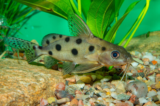 Aquarium fish. Synodontis cf. multimaculatus. Synodontis multimaculatus, known as the dotted synodontis, is a species of upside-down catfish that is native to the Democratic Republic of the Congo.