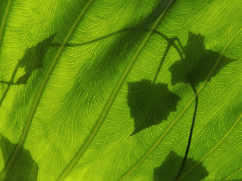 The shadow of lvy gourd leaf reflected on the Bon leaf. Photos from under the leaves.