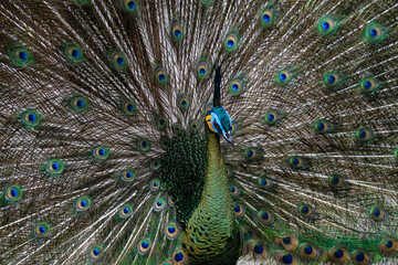 Obraz premium peacock with feathers