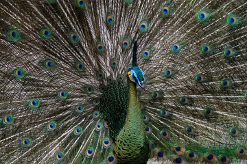 Fotobehang peacock with feathers © bimophotography