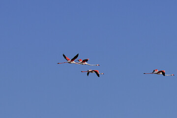 Group of Flamingo in Tunisia 