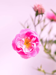 Fototapeta na wymiar Pink Flower