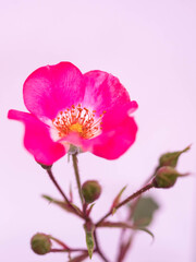 Pink Flower