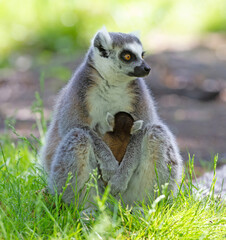 Ring-tailed lemur with a baby