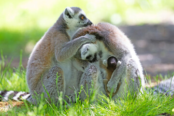 Ring-tailed lemur with a baby