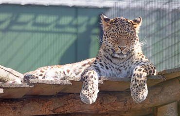 Large leopard resting