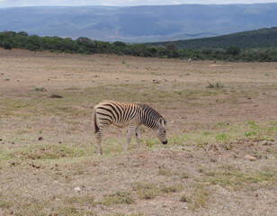 Fototapeta na wymiar Zebras im Naturreservat im National Park Südafrika
