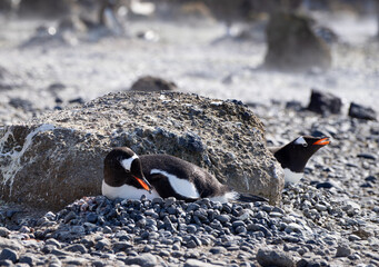Gentoo penguin lying on it's nest with a pebble in it's beak.