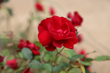red rose in the garden