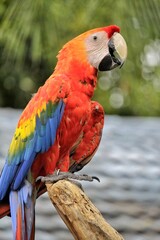 Scarlet macaw parrot. Color beautiful bird. Perched on a branch.